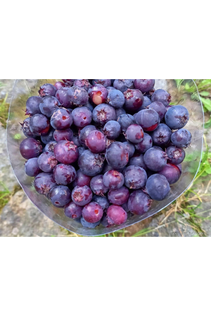 Amelanchier Honeywood